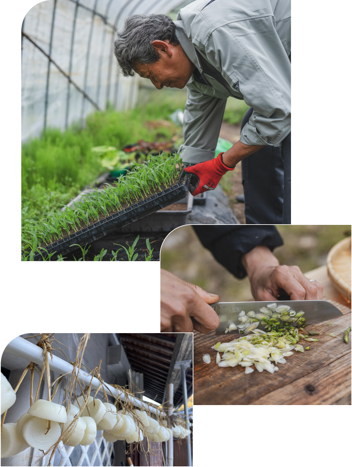 野菜づくりの様子